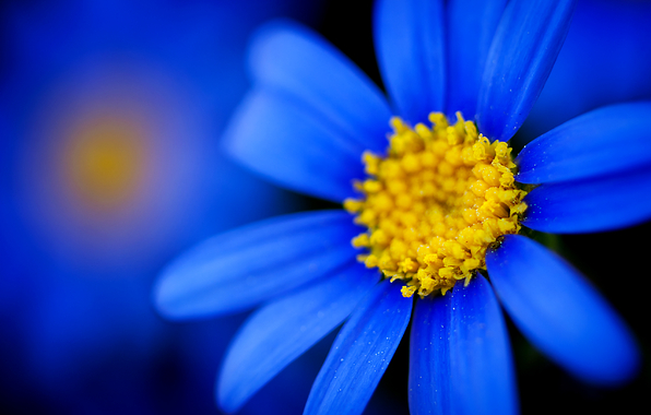 цветок, синий, лепестки, макро