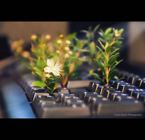 фото цветы, растения, мирт, компьютер