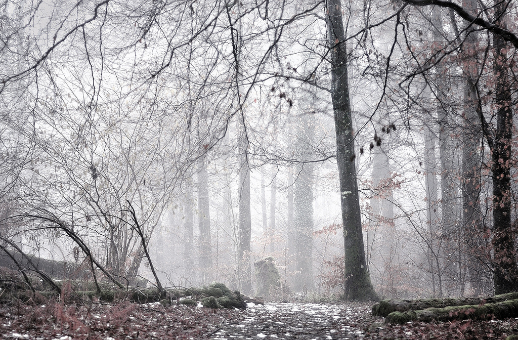 маби лес, шотландия, туман, туман