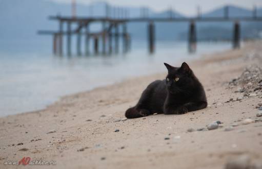фотография кот на пляже