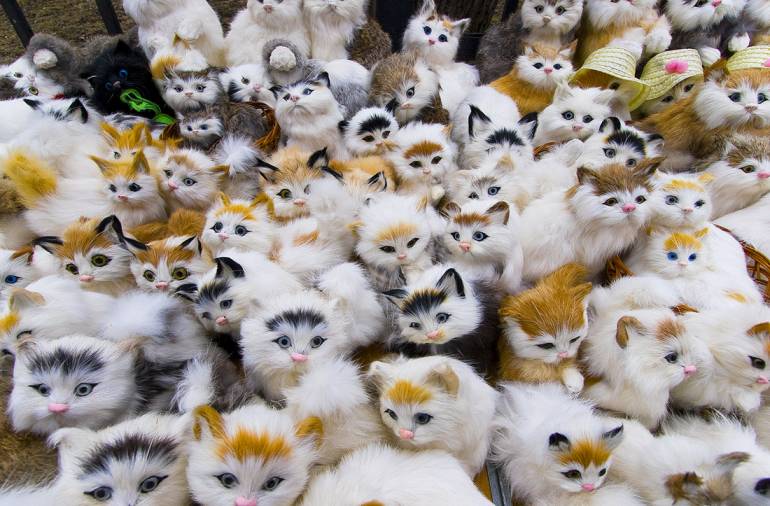 фото армия котят - птичий рынок
