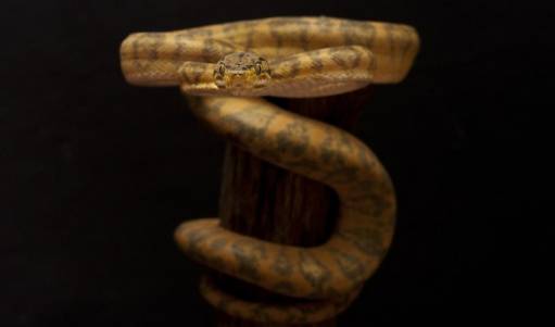 фото corallus hortulanus