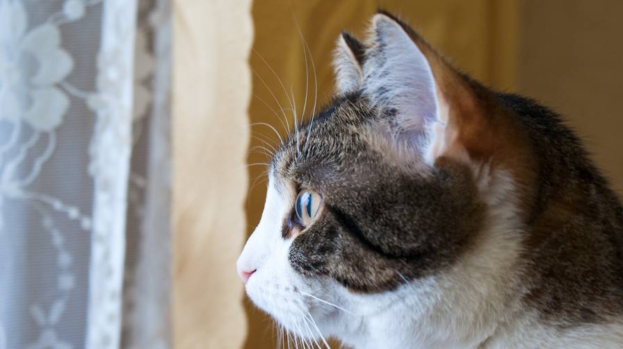 фото котяра