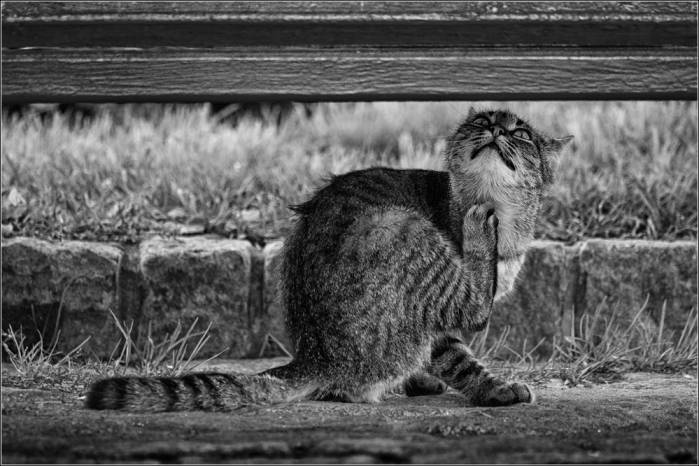фото чух-чух - котовасия