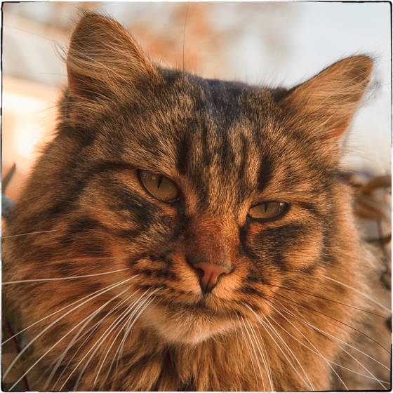 рыжая грусть - котовасия