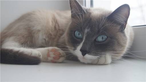 фотография кошечка
