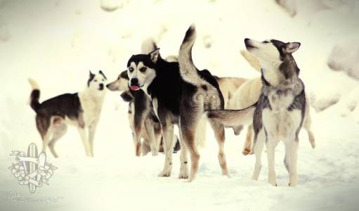 sled dogs