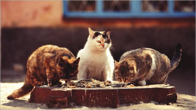 фото день кошек...будни..