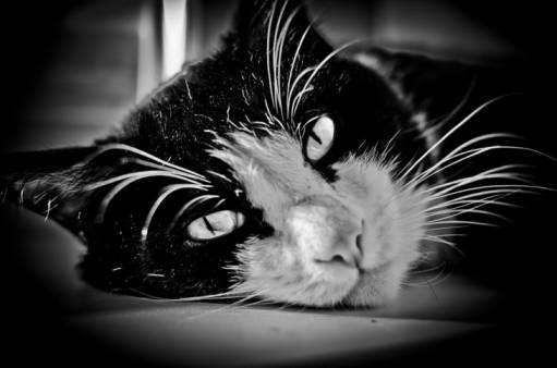 фото я и моя *** кошка