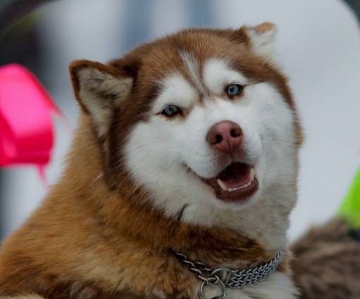 фотография white fang