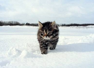 фото котенок