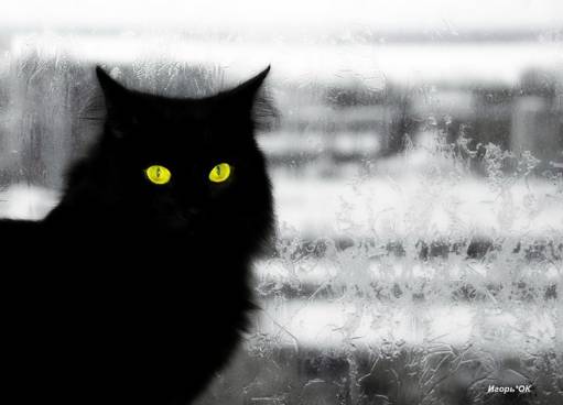 котэ шикарен!