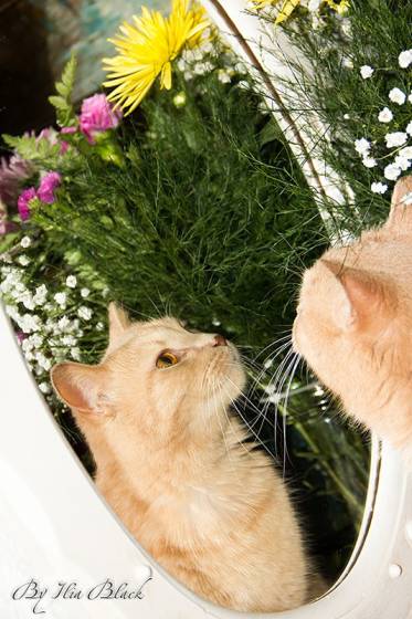 праздничный котэ - животные