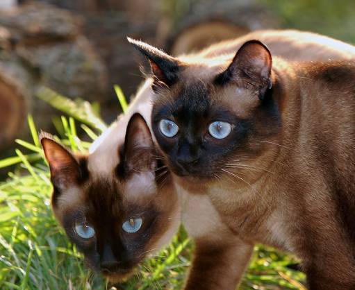 фото **** - про котэ