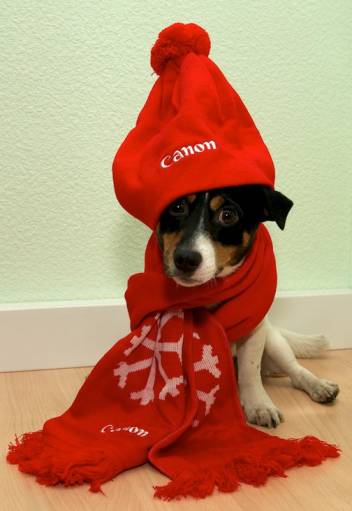 фото canon dog