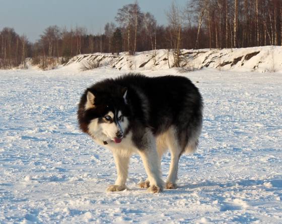 снежное мороженое