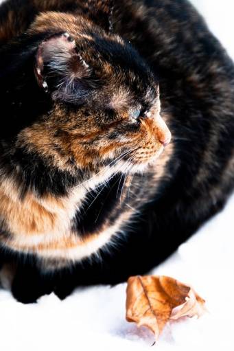 фото снеговой кот - снеговые коты