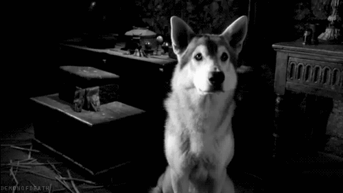 мило, собака, gif