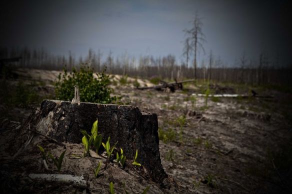 пробивается новая жизнь