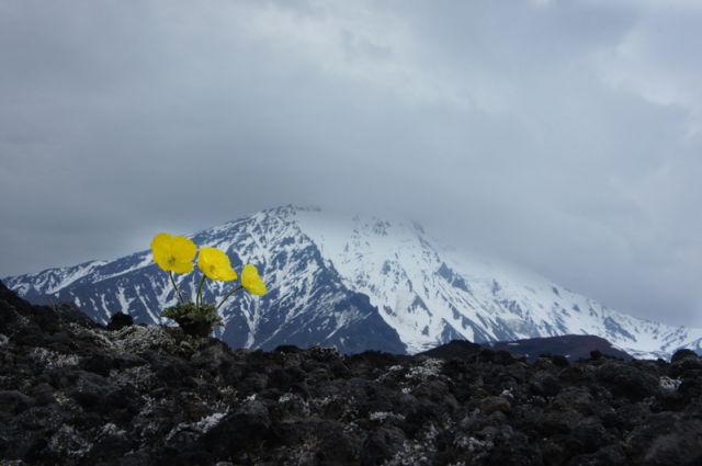 красивая природа суровые цветы камчатки