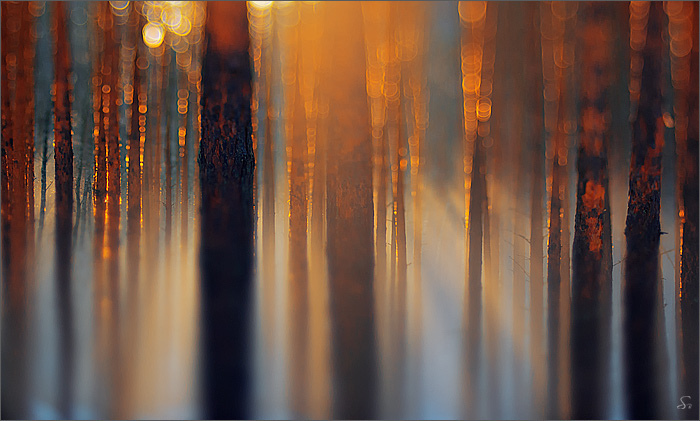 фотоколлаж - деревья, вальд, леса