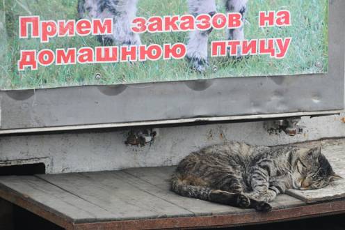 сиеста