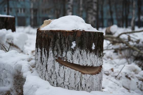 веселый пенек :)