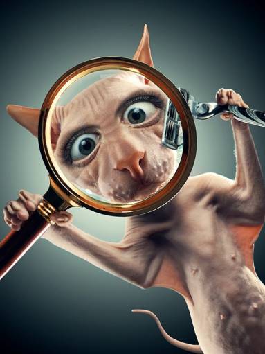 inspector sardinodetector.