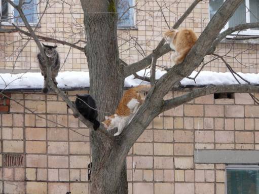 фото коты прилетели