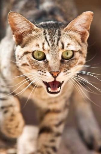 котейко