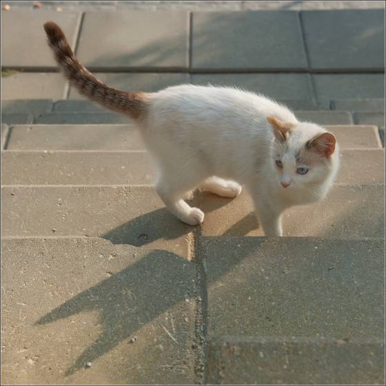фотография the mask - котовасия