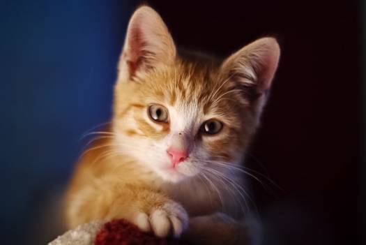 сказочный котэ