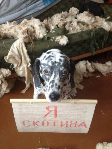 фото я скотина