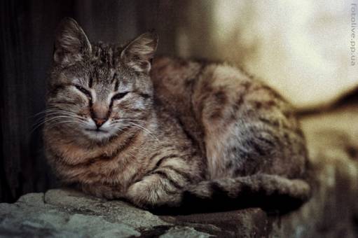 фотография дворовой кот