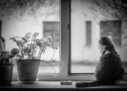 котэ