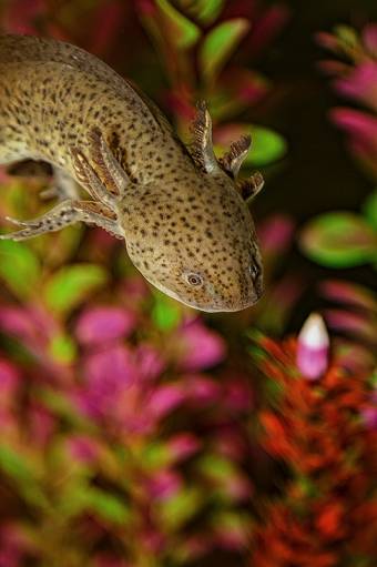 фото little diver