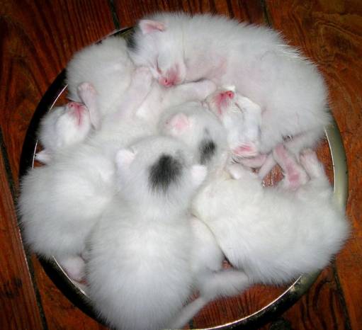 шесть котят алисы - кошки