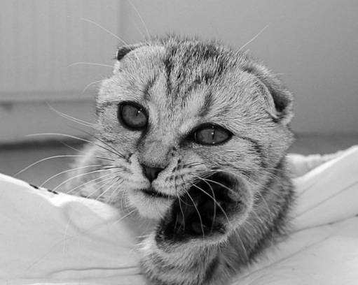 фото cat
