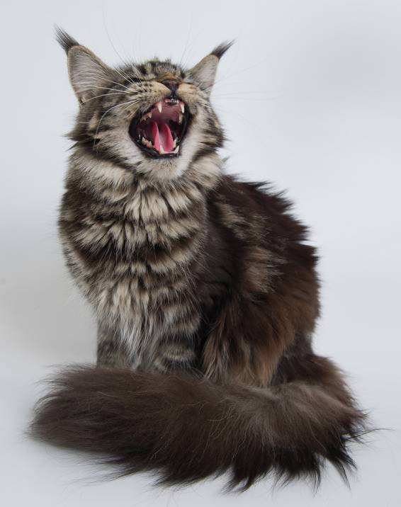фото "из жизни кошек..."