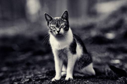*** - grayscale,grain